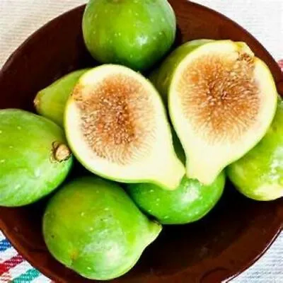 ~Kadota~Fig Tree Live Starter Plant ~Ficus Carica~ Made Newtons Cookies Famous!  • $19.50