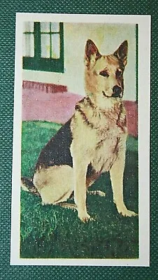 ALSATIAN  German Shepherd Dog    Vintage Photo Card  CD10M • $4.97