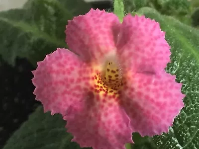 Episcia Poka Dots African Violet Relative Plant • $3