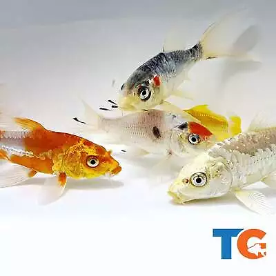 Toledo Goldfish LIVE Butterfly Fin Koi • $313.20