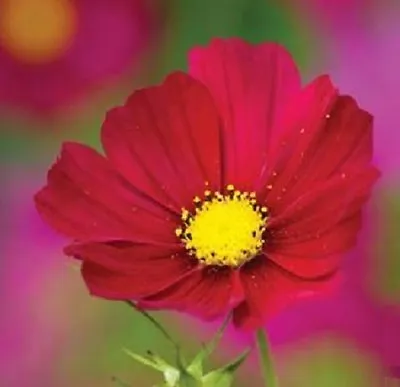 Cosmos Bipinnatus 'Dazzler' / Red Flowers All Summer / 300 Seeds • £1.49