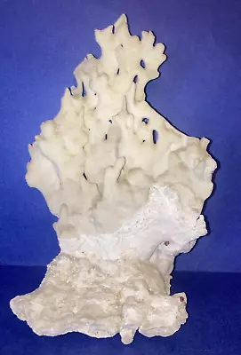 Real White Coral 8” High X 5 1/2” Wide Aquarium • $15.99