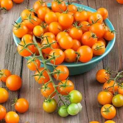 Tomato Sungold | 3 Plug Plants | Veg Plants • £6.49