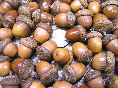 47 Dried Acorns With Caps For Fall Crafts Real Acorns Natural Finish Set 42 • $21.89