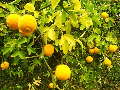 Hardy Lemon Bitter Orange Poncirus CITRUS TRIFOLIATA Strong 1 Year Old Plant • £7.90