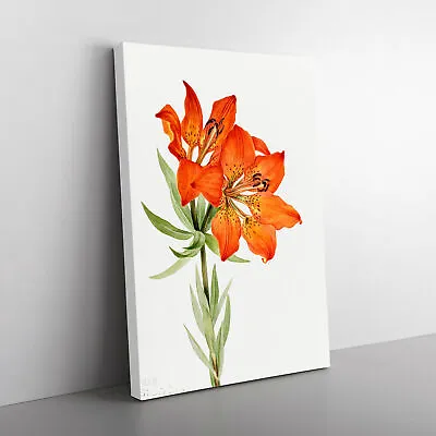 Red Lily By Mary Vaux Walcott Canvas Wall Art Print Framed Picture Home Decor • £29.95