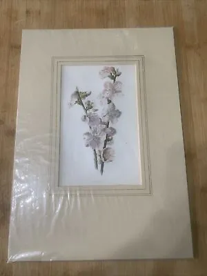 Edwardian Flower Print Of A Pink Almond Mounted • £9.90