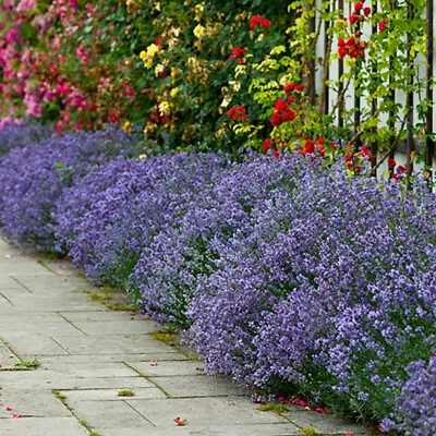 Lavender Hidcote Plug Plants • £8.99