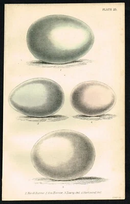 £21.78 • Buy Hen Harrier, Tawny & Short-Eared Owl Eggs, Hand-Col. Antique Print Jardine 1850