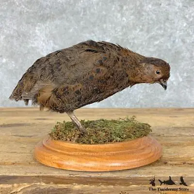 #22819 E+ | Japanese Quail Taxidermy Bird Mount For Sale • $380