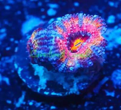 Cornbred's Crayola Acan - WYSIWYG - Frag - LIVE CORAL • $49.99