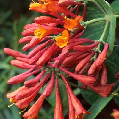 £20 • Buy 2 X 2L Honeysuckle Lonicera X Brownii 'Dropmore Scarlet' Vigorous Climber 