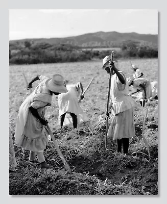 Black Women Cultivating Sugarcane In A Field C1930s Vintage Photo Reprint • $8.95