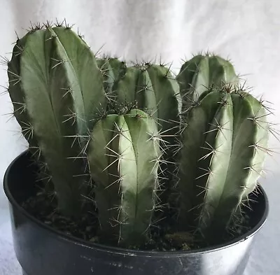 Back Again!! Polaskia Chicipe Cactus From Mexico Aprx. 3 To 4 Inches Tall • $14.99