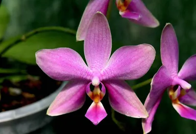 $55 • Buy Orchid Phalaenopsis Purple Surprise (P.sanderiana X P. Bellina)