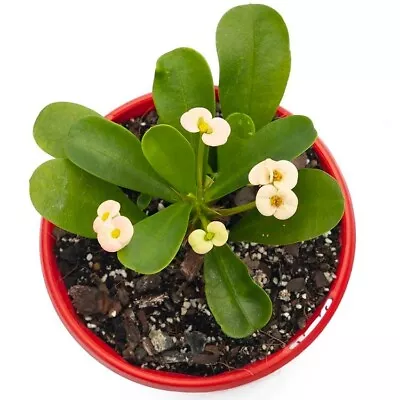 Euphorbia Somona Bianca • $27.28