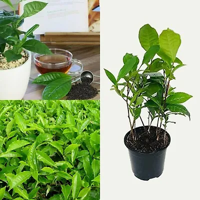 Camellia Sinensis - Tea Plant In 11cm Pot - Indoor/Outdoor Plant - Grow Your Own • £15.99