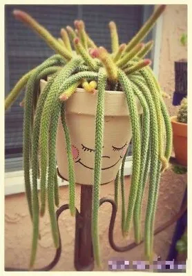 Golden Rat Tail Cactus 20cm Length 🏵️one Head Well Rooted  • $15