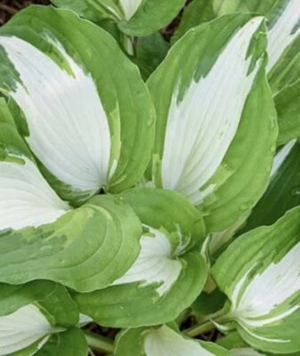 £8.99 • Buy Hosta  Night Before Christmas - Medium Hosta At Maturity-  Bare Root Ex 10cm Pot