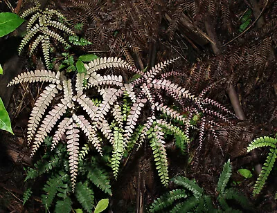 Adiantum Silvaticum  (Mountain Maidenhair Fern) Spore • $7.72