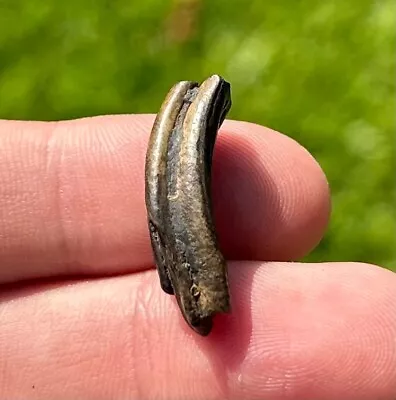 Fossil Beaver Tooth Mississippi Mammal Mammoth Age Ice Age Rare Pleistocene • $14.99