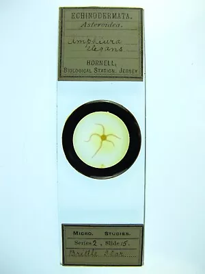 Antique Microscope Slide By Hornell.  Brittle Star. Amphiura Elegans . • $6.22