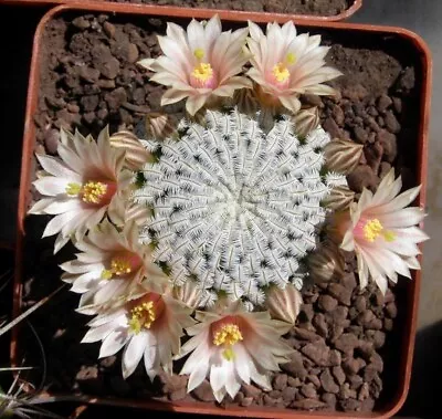 Mammillaria Pectinifera Seeds 10 Pcs • $4