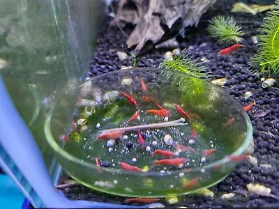 15+5 Red Cherry Shrimp - Freshwater Neocaridina Cherry Shrimp • $8.50