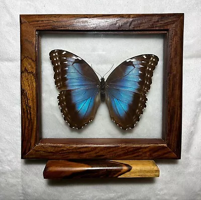 Real Framed / Mounted Common Blue Morpho Butterfly Specimen • $52