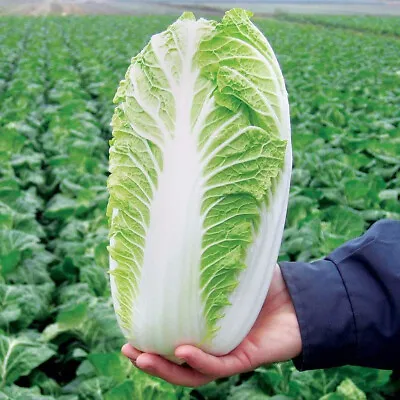 500+ Napa Cabbage Michihili Heading Chinese Cabbage Non-GMO Fresh Garden Seeds • $3