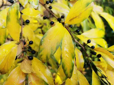 LINDERA GLAUCA Chinese Spicebush Rare Shrub Glossy Leaves Shiny Fruits 10cm • £7.90