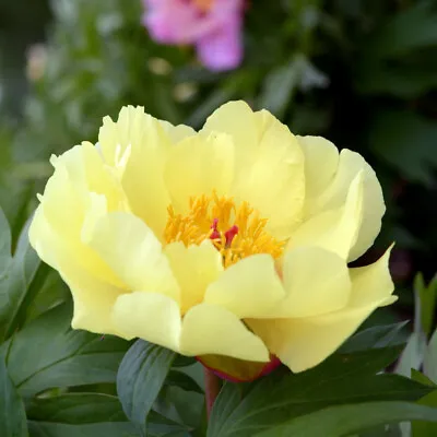 Peony Bartzella Paeonia Hardy Deciduous RHS AGM 1x 2x 3.6L Potted Plant By T&M • £58.99
