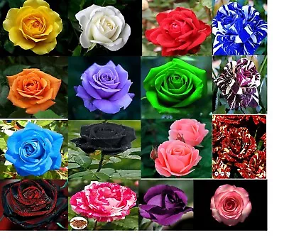 10 Rose Seeds Multi Many Colour Rainbow Rose Flower Seeds Home Garden Plant Uk • £22.99