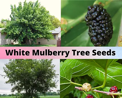 White Mulberry Tree Seeds Morus Alba 27+ Tree Seeds • $8.97