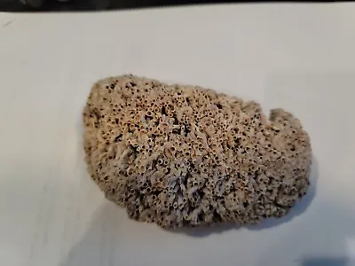 $17.99 • Buy Small Unusual Natural Brain Sea Coral Tubular Looking , Aquarium