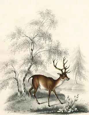 The Deer In Meadow Drawing 8.5x11  Photo Print Henry Thomas Alken Animal Art • $8.27