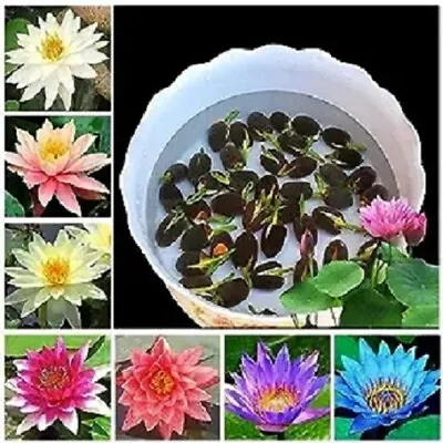 Nelumbo Nucifera Kamal Gutta Lotus Flower Seeds Mixed Colour 15 Plants Seeds-F/S • £17.93