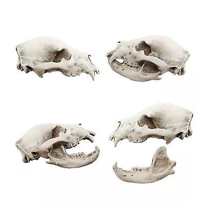 Black Bear Replica Skull 1:12 Scale Artisan Diorama Dollhouse Miniature Models • $20