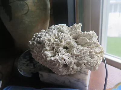 $16 • Buy Beautiful Large Real Natural Brain Coral Found In Jamaica Approx 6x4x3 AQUARIUM?
