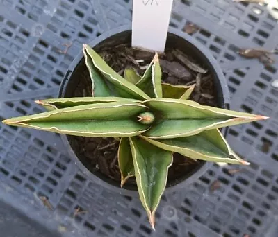  Sansevieria Samurai Plant 12cm Diameter • $50