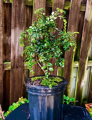 CHINESE ELM  Pre-Bonsai /Bonsai Tree  Cold Hardy / Tiny Leaves 6-7 Years Old • $125
