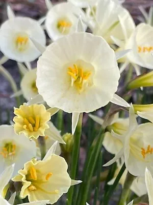 Narcissus 'Arctic Bells' Hoop Petticoat Daffodil -5 Plant In Green • £10.95