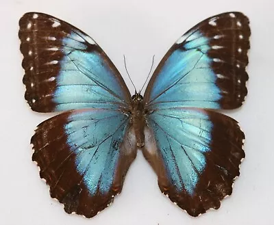 Butterfly X1 Female Morpho Helenor Insularis (Trinidad)  Endemic • $15.79