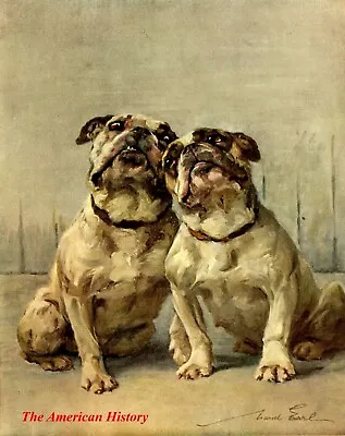 3447 Earl Maud (1864-1943) - 1910 Power Of The Dog - Miniature Bulldog • $39.33