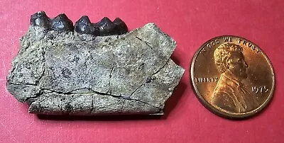 Fossil Rare Tooth  Hyracotherium Eohippus Early Eocene Oligocene Mammal Extinct • $60