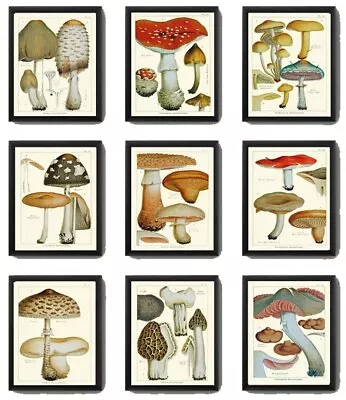 Vintage Mushroom Botanical Wall Art Set Of 9 Prints Beautiful Antique Unframed • $59