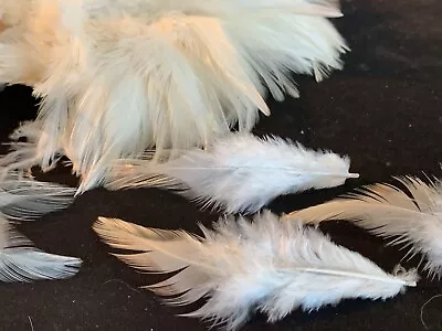 Bulk 60pcs Beige Cream 5-10cm Rooster Feathers DIY Craft Dream Catcher Jewellery • $6.95
