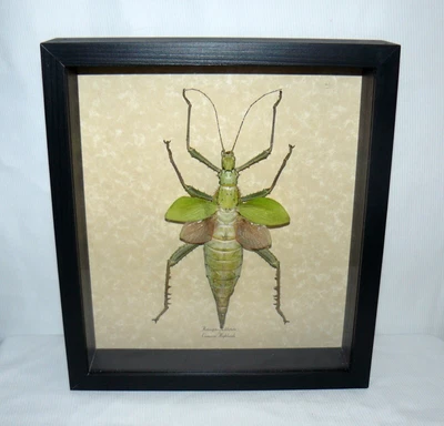 £92.21 • Buy Jungle Nymph Framed Heteropteryx Dilatata Malaysia 10  X 9  Frame