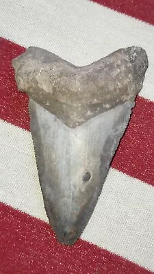 Megalodon Shark Tooth Fossil Specimen Shark Teeth • $24.95