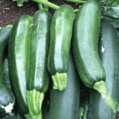 Courgette Ambassador 9cm Pot Veg (5-25 Plants) • £12.49